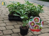 Helleborus orientalis PRETTY ELLEN White Spotted